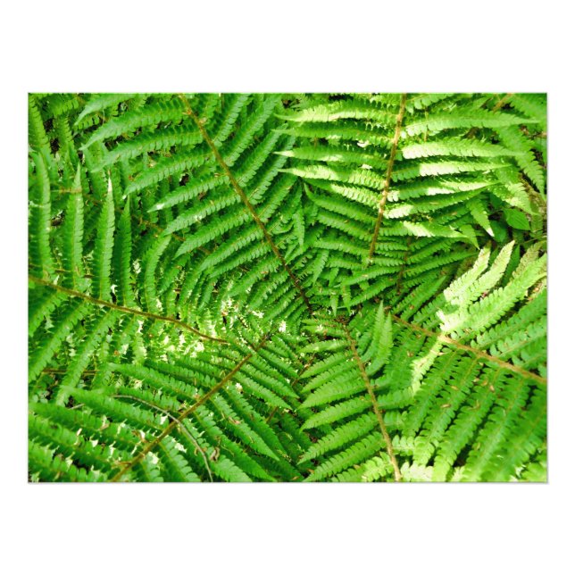 Woodland Ferns Photo Print (Front)
