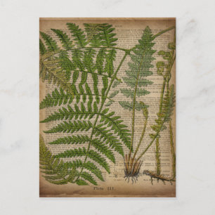 woodland foliage french botanical print fern postcard