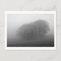 Woodland in the Mist: Cheshire, England