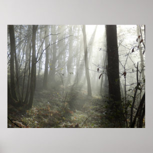 Woodland Morning Mist Poster