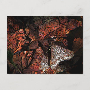 Woodland Moth Postcard