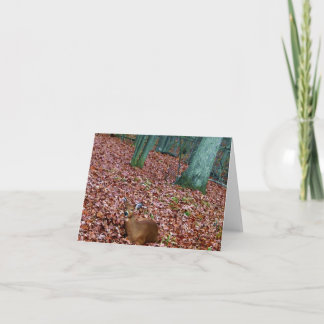 Woodland Note Card Doe a Deer