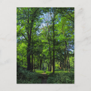 Woodland Path. Blackweir Woods, Cardiff, Wales. Postcard