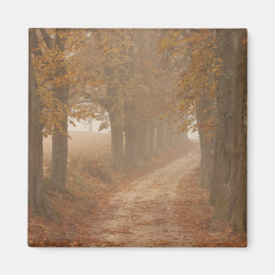 Woodland Path Lined by Autumn Trees Photo Magnet