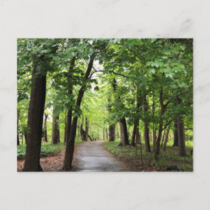Woodland Path Postcard