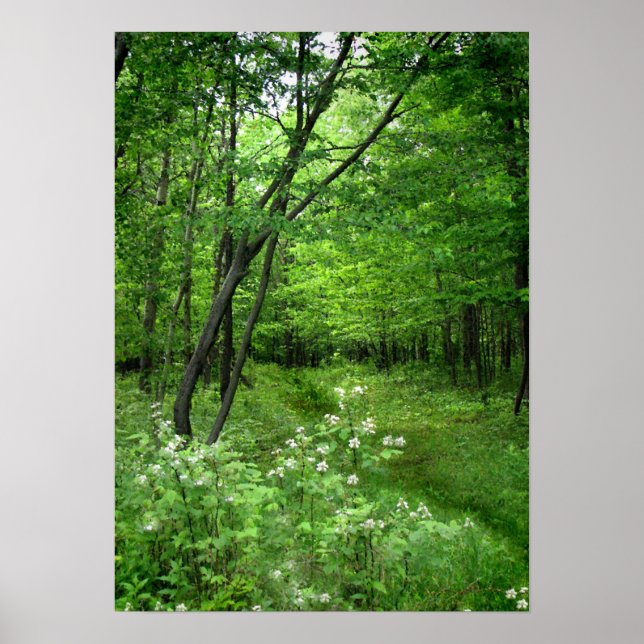 Woodland Path Poster (Front)