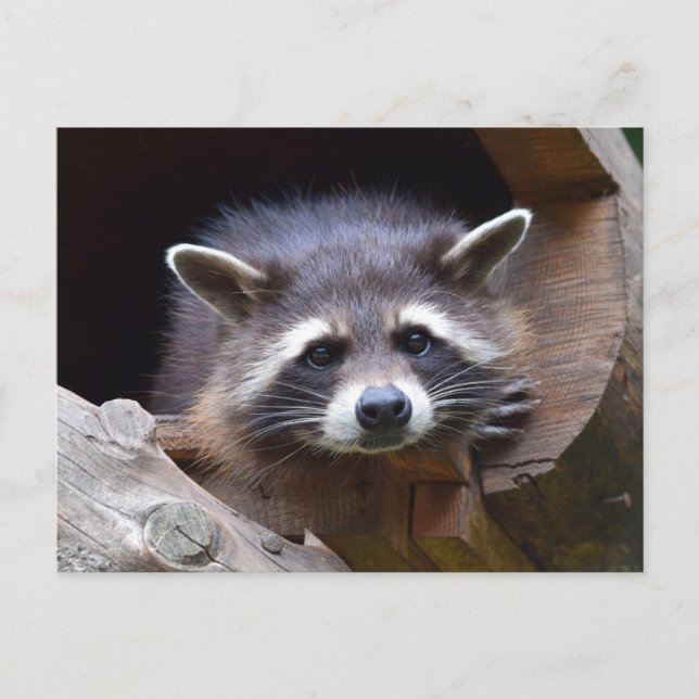 Woodland Racoon Photography Postcard (Front)