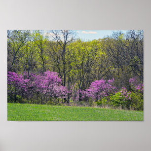 Woodland Redbud Trees Shawnee Mission Parks Kansas Poster