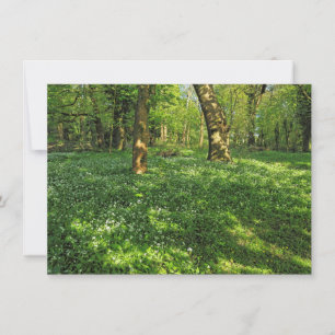 Woodland Scene. Blackweir Woods, Cardiff Card