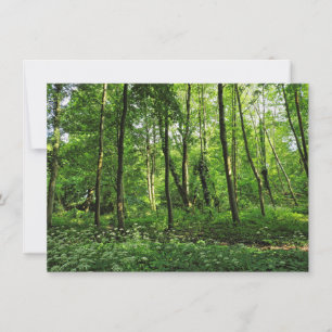 Woodland Scene. Blackweir Woods, Cardiff Card