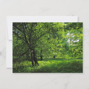 Woodland Scene. Blackweir Woods, Cardiff Card