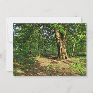 Woodland Scene. Blackweir Woods, Cardiff Card