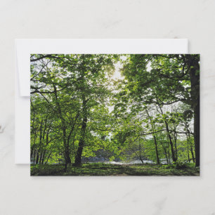 Woodland Scene. Blackweir Woods, Cardiff Card