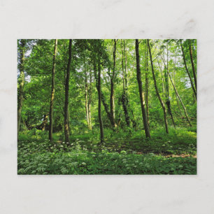 Woodland Scene. Blackweir Woods, Cardiff Postcard