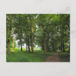 Woodland Scene. Blackweir Woods, Cardiff Postcard