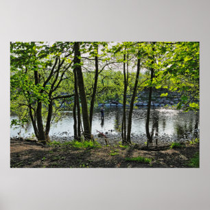 Woodland Scene. Blackweir Woods, Cardiff Poster