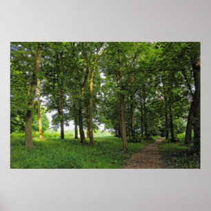 Woodland Scene. Blackweir Woods, Cardiff Poster