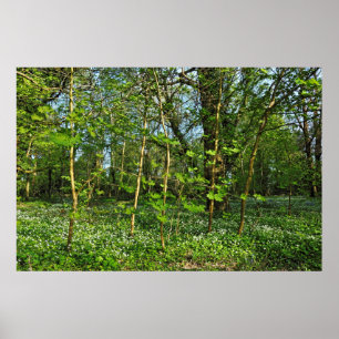 Woodland Scene. Blackweir Woods, Cardiff Poster