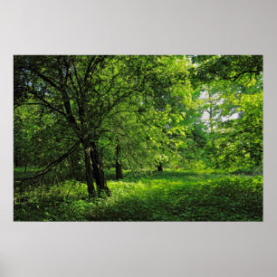 Woodland Scene. Blackweir Woods, Cardiff Poster