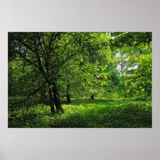 Woodland Scene. Blackweir Woods, Cardiff Poster (Front)