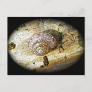 Woodland Snail Postcard