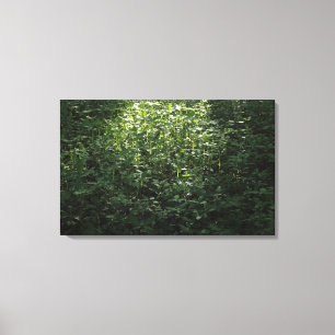 Woodland Sunlight 02 Canvas Print