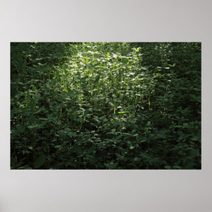 Woodland Sunlight 02 Poster