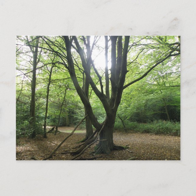 Woodland Sunshine Postcard (Front)