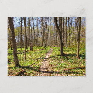 Woodland Trail in Early Spring Postcard