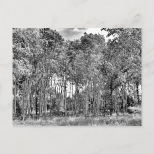 Woodland Walk Postcard