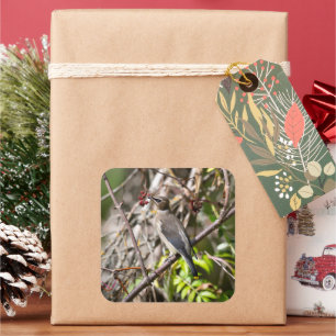 Woodland Waxwing – Gentle Perch Square Sticker