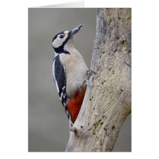 Woodpecker