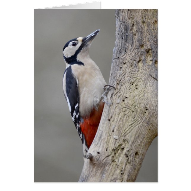 Woodpecker (Front)