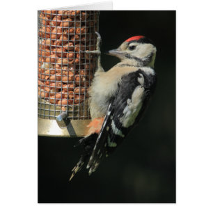 Woodpecker