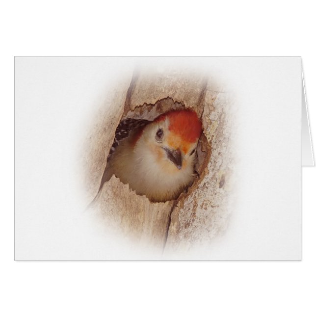 Woodpecker (Front Horizontal)