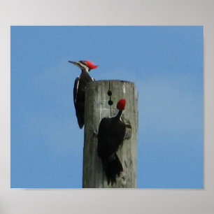 Woodpecker Birds Against Blue Sky Photo Poster