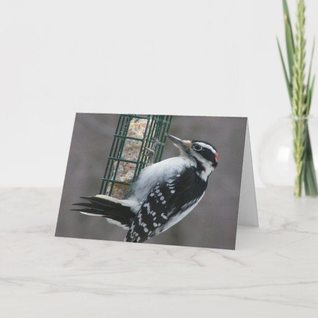 Woodpecker Birthday Card (Front)