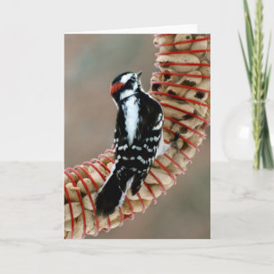 Woodpecker Card