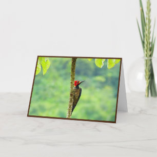 Woodpecker Folded Greeting Card