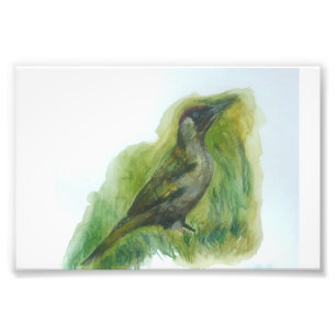 Woodpecker garden bird water-color print 