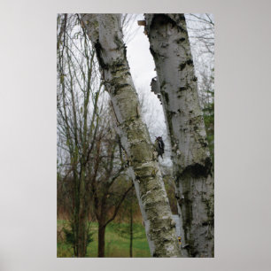 Woodpecker in spring poster