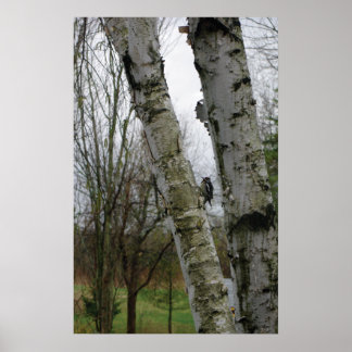 Woodpecker in spring poster