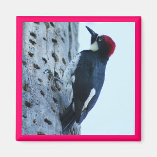Woodpecker Magnet