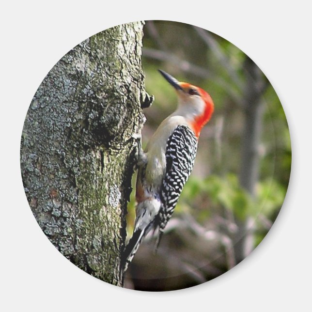 Woodpecker Magnet (Front)