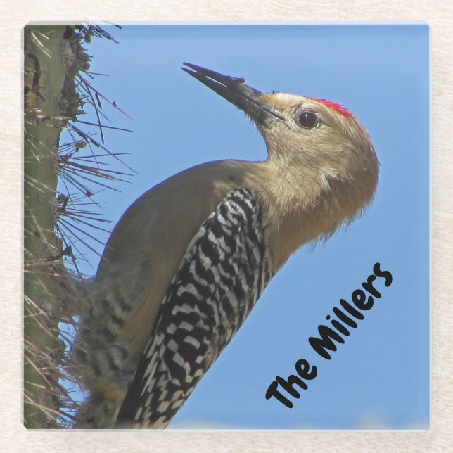 Woodpecker Photo Family Name Southwest Desert Bird Glass Coaster (Front)