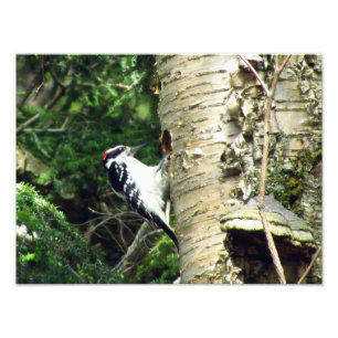 Woodpecker Photo Print