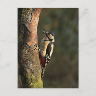 Woodpecker Postcard