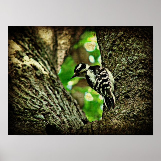 Woodpecker Poster (Front)