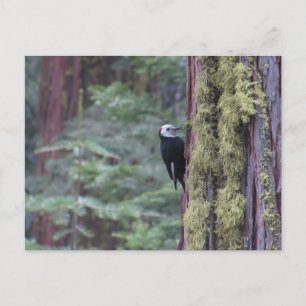 Woodpecker-Yosemite Postcard