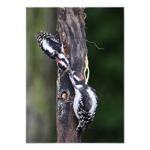 Woodpeckers Photo Print